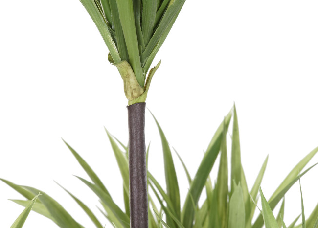 Planta DRACENA