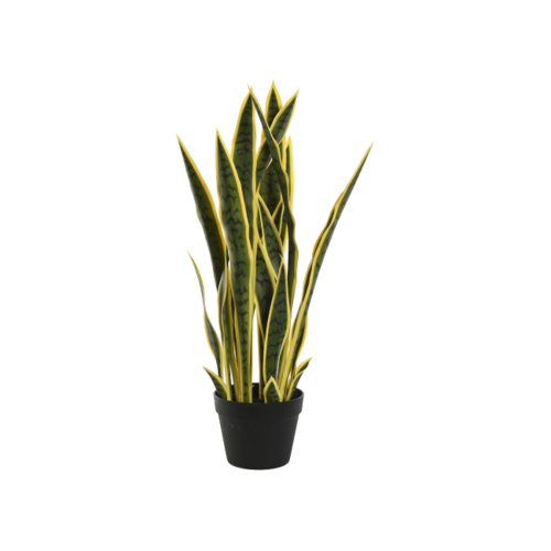 Planta SANSEVIERA