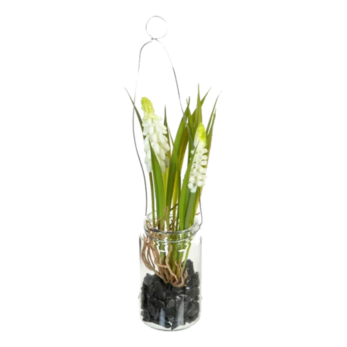 Planta JACINTO blanco