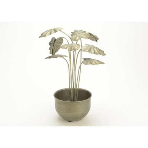 Maceta con flor Alocasia